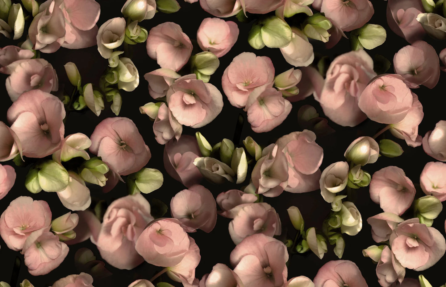 The Begonia photo wallpaper is covered with flowers in muted tones of warm pink and pale green against a black background.