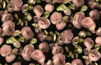 The Begonia photo wallpaper is covered with flowers in muted tones of warm pink and pale green against a black background.