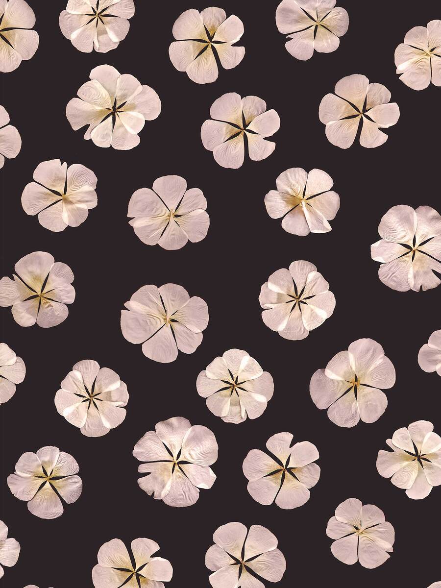 Sweet White is a floral photo wallpaper, scattered with delicate white flowers strewn on a black base.